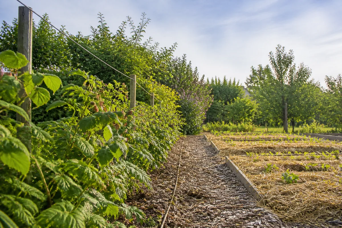 Haie mêlant arbustes fruitiers et petits fruits en bordure d&rsquo;un potager