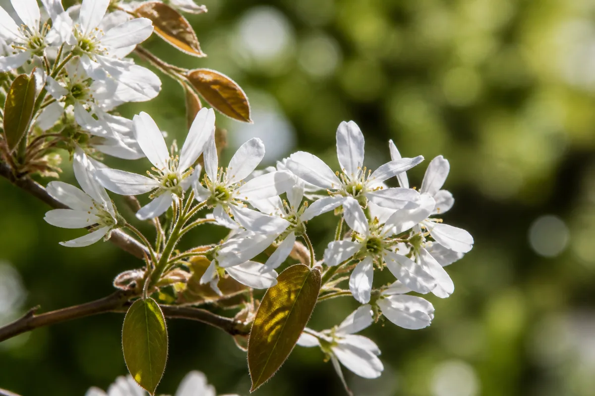 Fleurs blanches d&rsquo;amélanchier en avril sur un jeune arbuste de haie