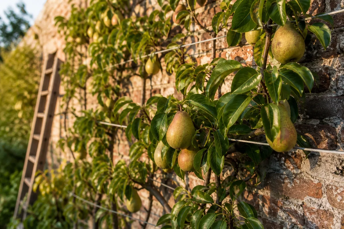 Verger palissé en espalier contre un mur de brique champenois, poires en cours de maturation